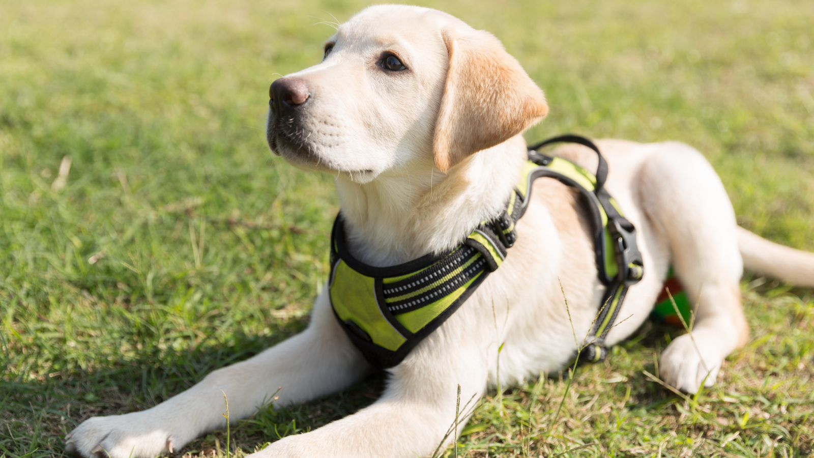 Un Perro De Servicio: Un Sueño De Mi Esposo Con Lesión Medular